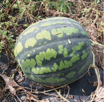 Watermelon Melitopolsky Arbuus, Арбуз Мелитопольский